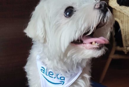 Cuida de tu mascota con Alexa: siete consejos para el Día Mundial del Perro 2