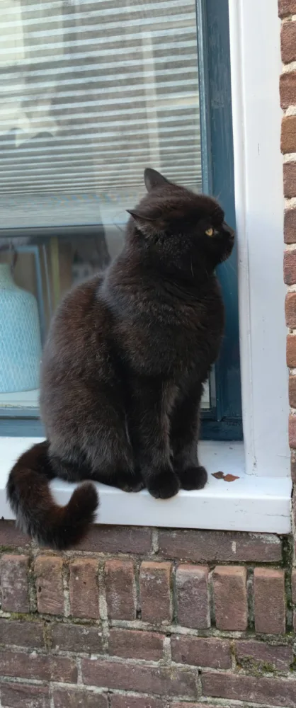 Vivo X300: el "tapado" de la serie me ha conquistado - Análisis