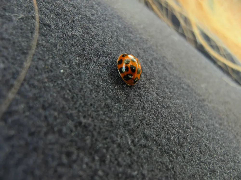 Vivo X300: el "tapado" de la serie me ha conquistado - Análisis