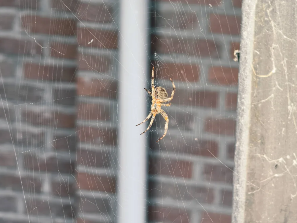 Vivo X300: el "tapado" de la serie me ha conquistado - Análisis