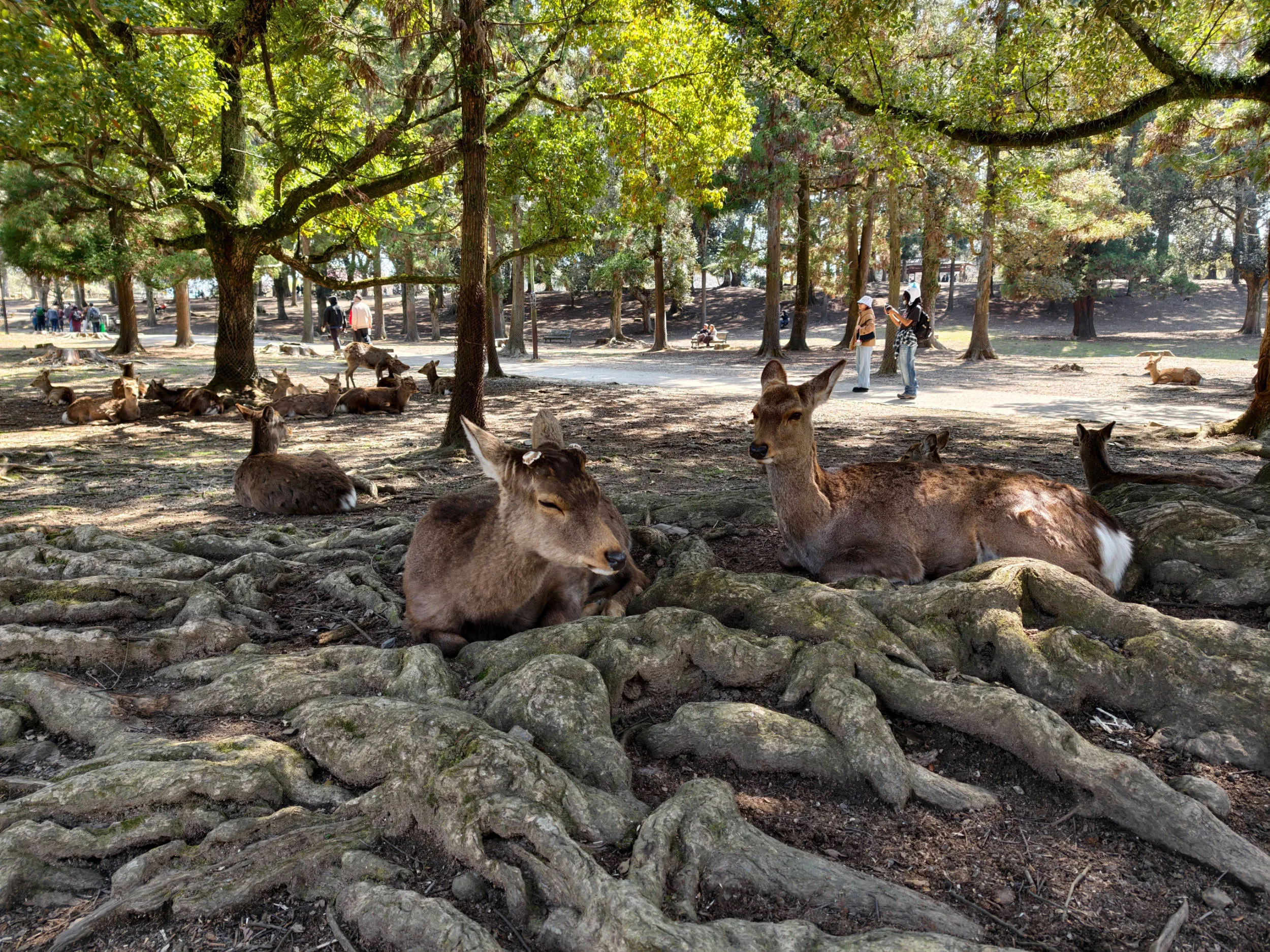 Vivo X300 Pro, experiencia a largo plazo con un kit fotográfico que te lleva al siguiente nivel - Análisis