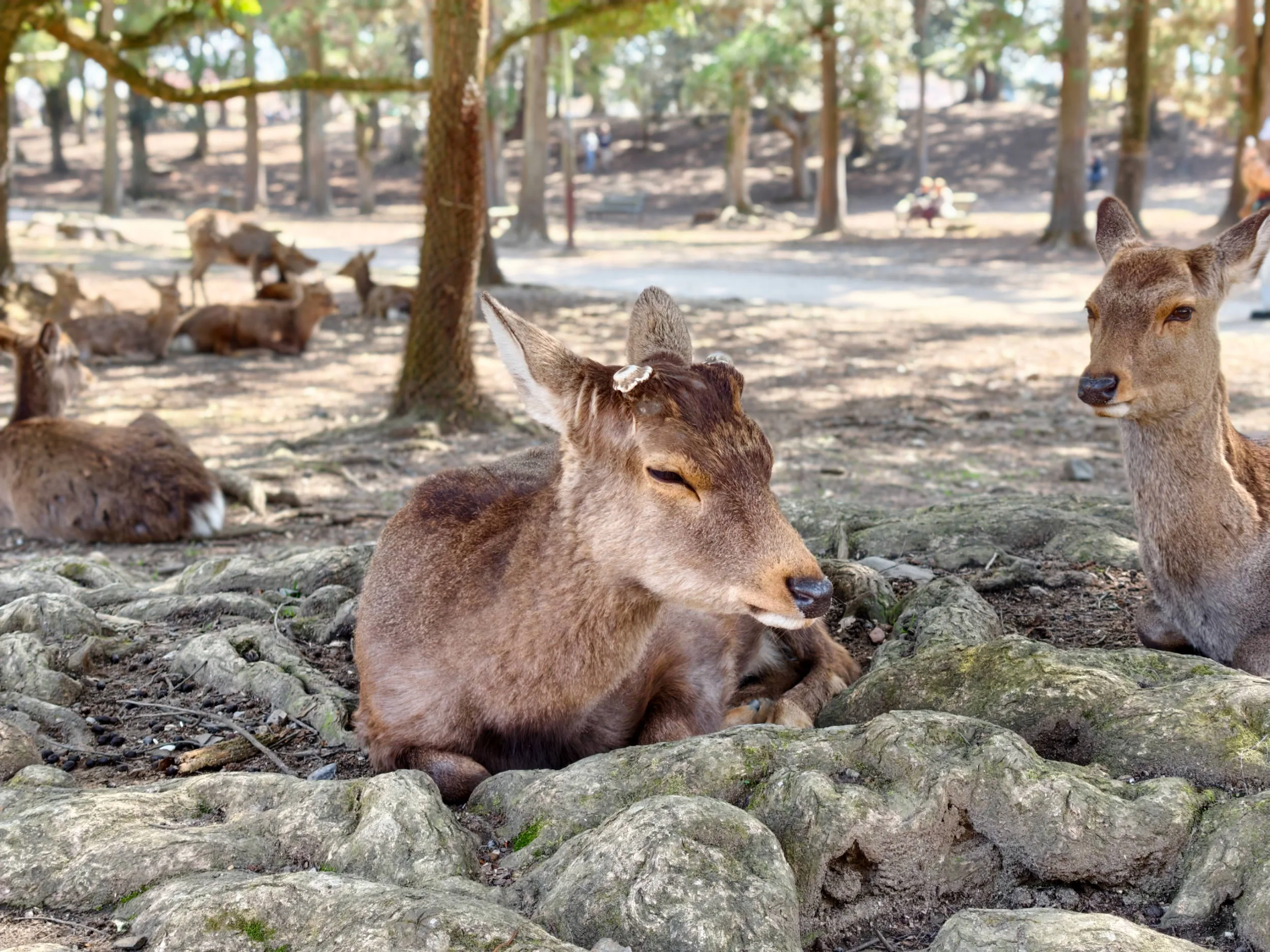 Vivo X300 Pro, experiencia a largo plazo con un kit fotográfico que te lleva al siguiente nivel - Análisis
