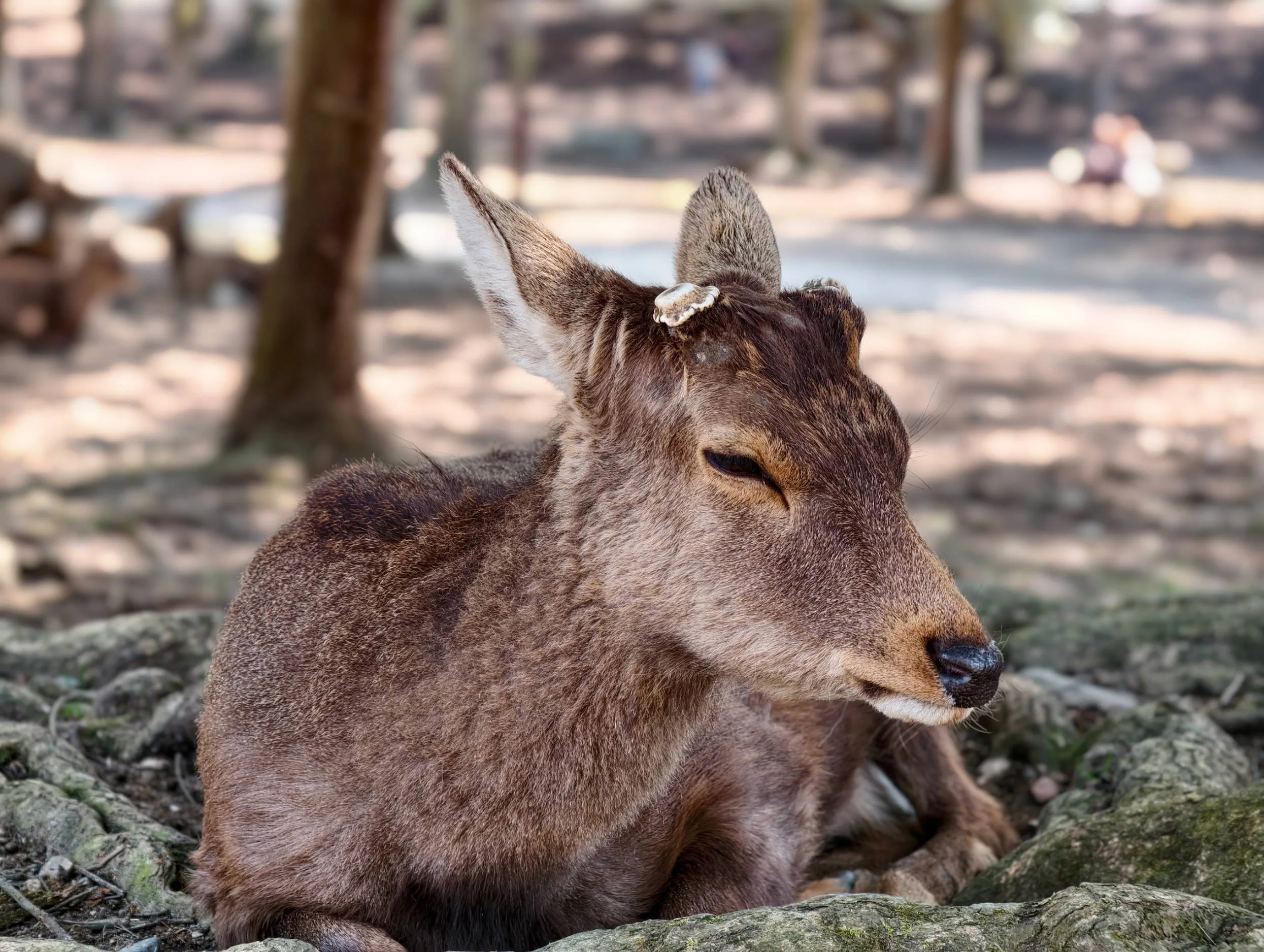 Vivo X300 Pro, experiencia a largo plazo con un kit fotográfico que te lleva al siguiente nivel - Análisis