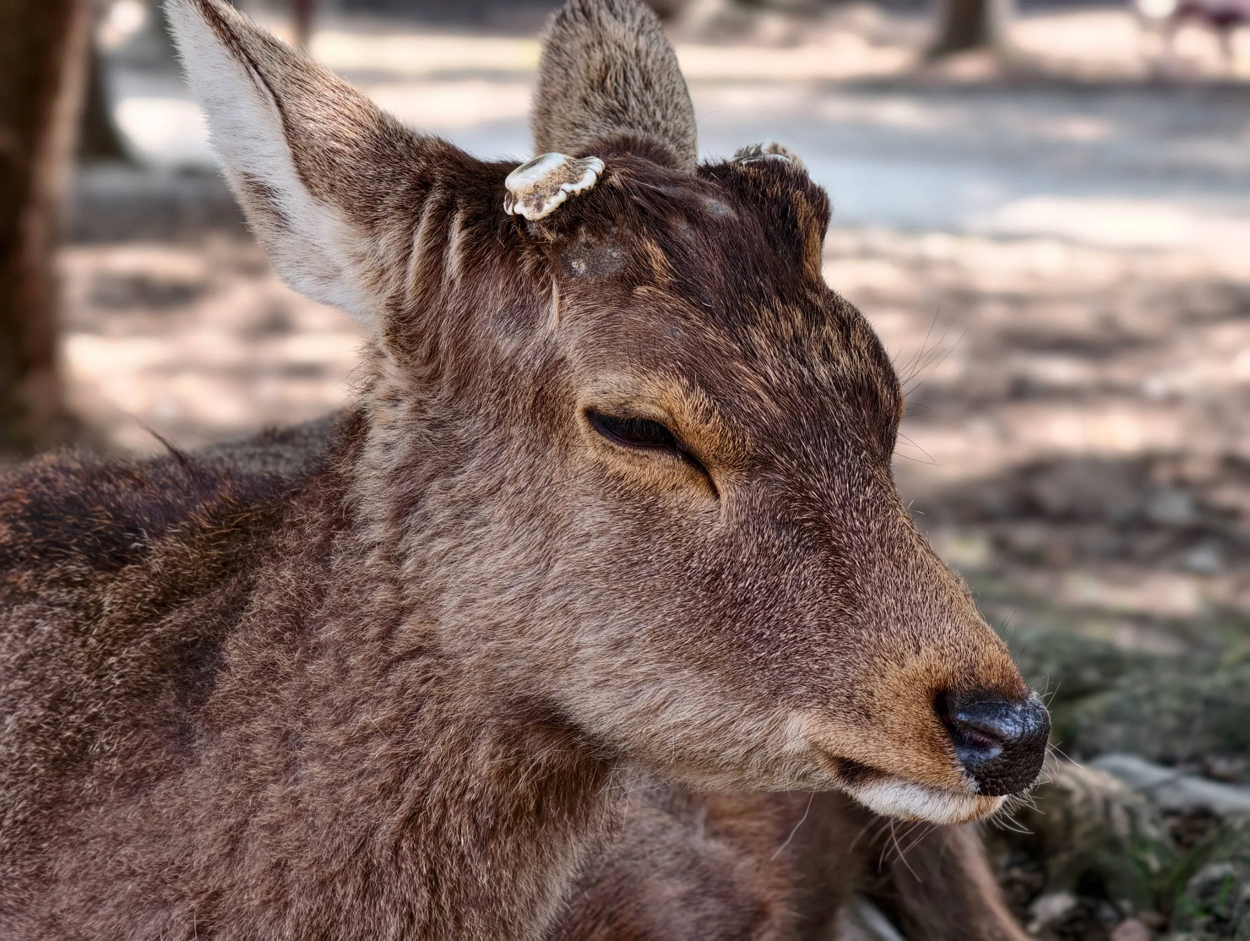 Vivo X300 Pro, experiencia a largo plazo con un kit fotográfico que te lleva al siguiente nivel - Análisis
