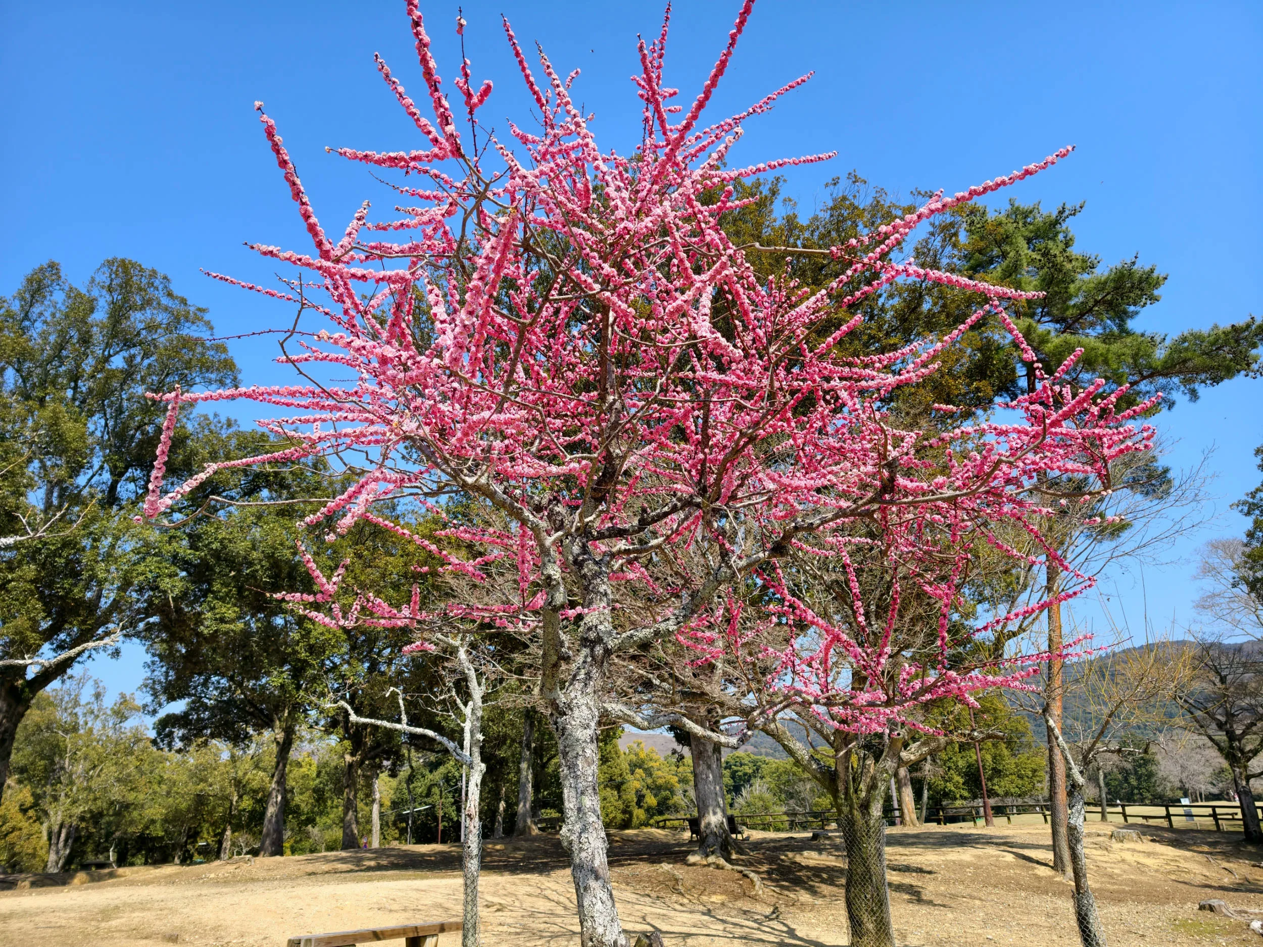 Vivo X300 Pro, experiencia a largo plazo con un kit fotográfico que te lleva al siguiente nivel - Análisis