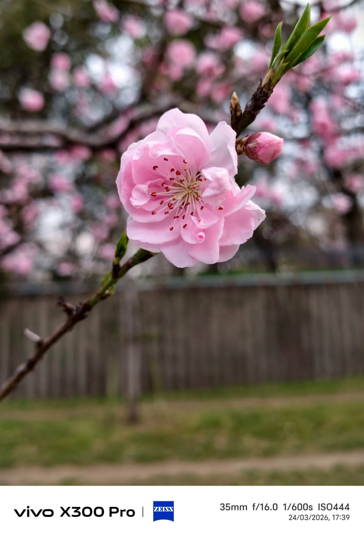 Vivo X300 Pro, experiencia a largo plazo con un kit fotográfico que te lleva al siguiente nivel - Análisis