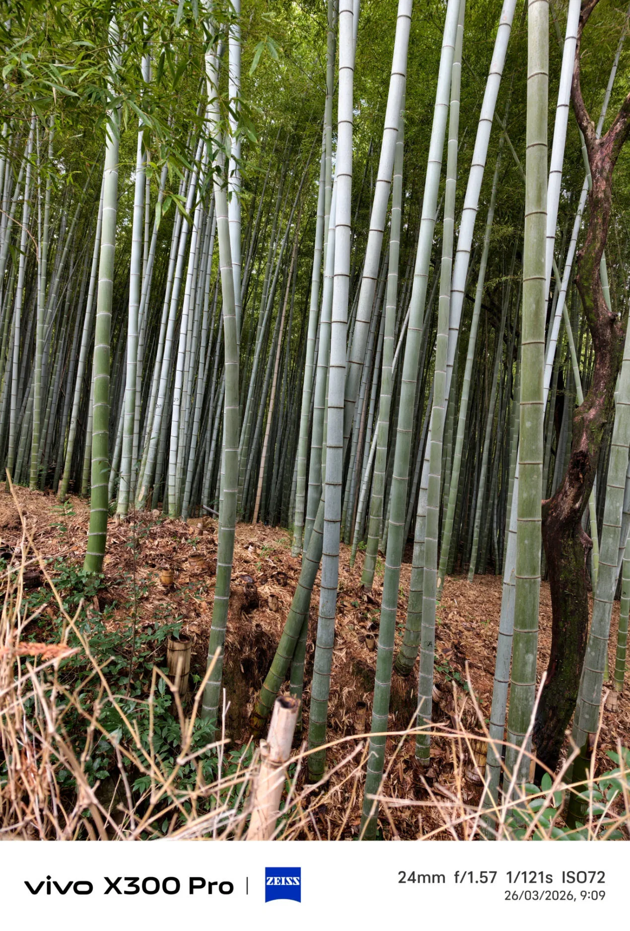 Vivo X300 Pro, experiencia a largo plazo con un kit fotográfico que te lleva al siguiente nivel - Análisis