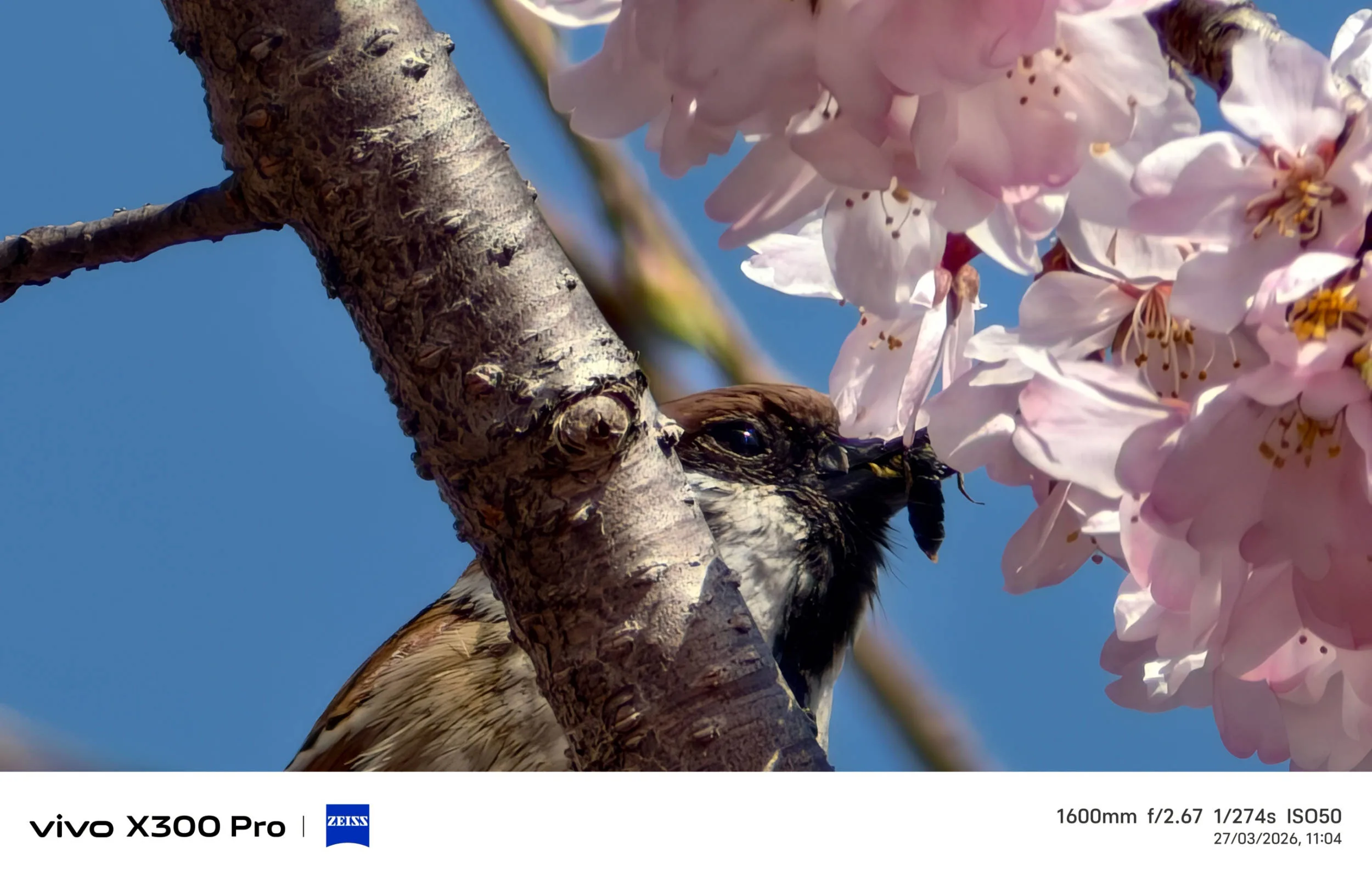 Vivo X300 Pro, experiencia a largo plazo con un kit fotográfico que te lleva al siguiente nivel - Análisis