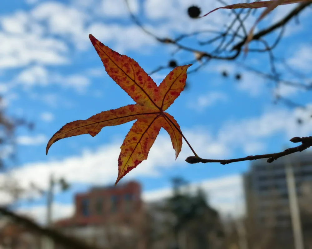 HONOR Magic8 Pro, un dispositivo para dejar en evidencia a toda la gama alta - Análisis HONOR Magic8 Pro, un dispositivo para dejar en evidencia a toda la gama alta - Análisis